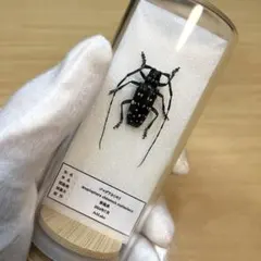 2026年最新】カミキリムシ 標本の人気アイテム - メルカリ