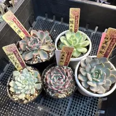 ちょこ様専用 エケベリア セット 5種