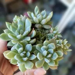 多肉植物　雪雛　錦玉園　群生のサムネイル