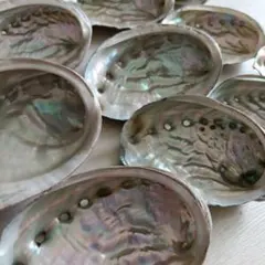 アワビ 貝殻 10個セット ハンドメイド素材 工作材料