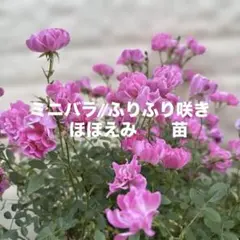 2026年最新】マイクロミニ薔薇四季咲きの人気アイテム - メルカリ