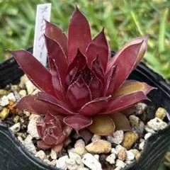 多肉植物 センペルビウム ストロベリーキウイ No.155【桃】 - メルカリ