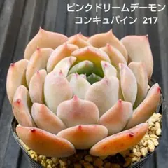 ピンクドリームデーモンコンキュバイン 217 エケベリア 多肉植物 抜き苗