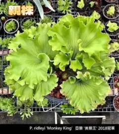 ビカクシダ P.Ridleyi 'Monkey King' TCのサムネイル