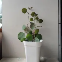 りんご様 リクエスト 2点 まとめ商品