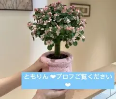 ともりん ❤︎プロフご覧ください❤︎のサムネイル