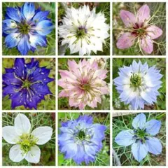 花の種　ニゲラMIXの種