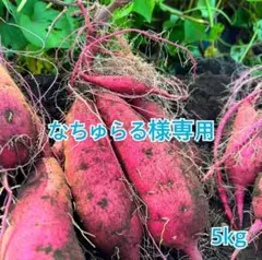 熊本県産さつまいも 紅はるか 自然栽培 5kg