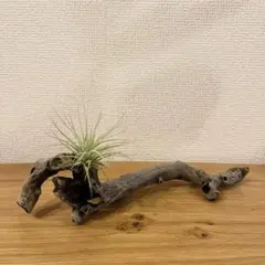 流木 オブジェ インテリア 国産 観葉植物 天然物 一点物