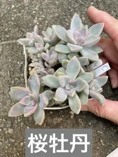 多肉植物　　桜牡丹のサムネイル