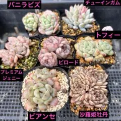 くみくみ様 リクエスト 3点 まとめ商品