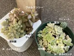 多肉詰め合わせ★斑入り丸葉万年草　薄氷　姫秋麗　マジョール　サルサヴェルデなど