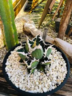 2026年最新】浪人 アガベの人気アイテム - メルカリ