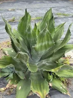 Agave montana 'Lime Flash' 302 - メルカリ