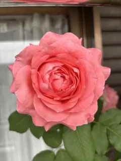 春バラセール＊バラ　上海　鉢植え 春バラセール＊バラ 上海 鉢植え② - メルカリ