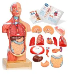 Item thumbnail for item 8cc23379-1928-448f-a213-0228fc3096e8