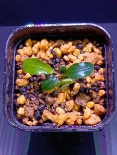 ブセファランドラ（斑入り株）Bucephalandra Pipto - メルカリ