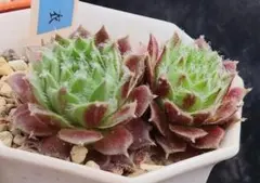 Desney Festival (5）2苗 Sempervivum センペル - メルカリ