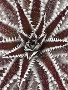 メガレア ビルベイカー ディッキア Dyckia First Cousin メガレア ビルベイカー ディッキア Dyckia First Cousin - メルカリ