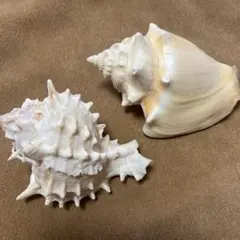 クレナイガンゼキボラ ピンクムレックス 天然貝殻 巻き貝 インテリア