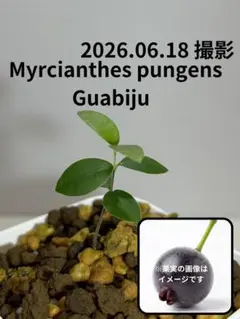 訳あり】Plinia sp. El soberbio ジャボチカバ 熱帯果樹 - メルカリ