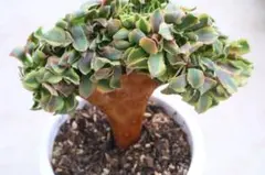 2026年最新】アエオニウム綴化の人気アイテム - メルカリ