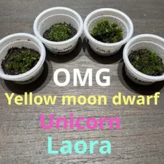 2026年最新】yellow moon dwarfの人気アイテム - メルカリ