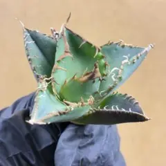 【アガベ】星空　メルカリ最安値+速達込み 2026年最新】アガベ星空の人気アイテム - メルカリ