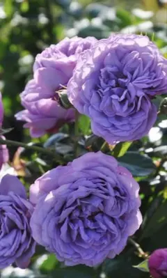 素敵な濃い藤色の薔薇✨約25以上苗のサムネイル