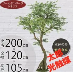 光触媒　人工観葉植物　フェイクグリーン　ゴールデンリーフコアッドのサムネイル