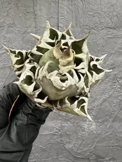 2026年最新】ゴリ猫の人気アイテム - メルカリ