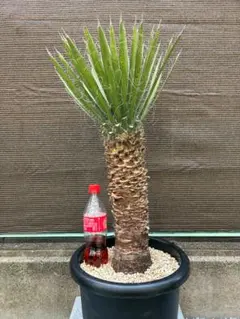 ユッカ フィリフェラ 幹立ち 特大株 フィラメント Yucca filifera