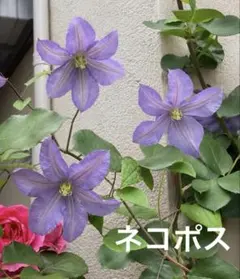 専用 Dr.L &根付き♪クレマチス苗♪おそらく紫パストラーレ♪挿し木苗