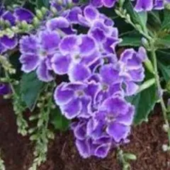 デュランタ　花苗のサムネイル