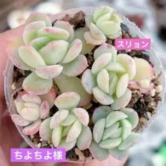 ちよちよ様 リクエスト 2点 まとめ商品