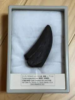 티라노사우루스 이빨 복제 표본 (케이스 포함) 도쿄 사이언스 다이너소어