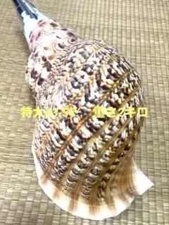 2026年最新】法螺貝袋の人気アイテム - メルカリ