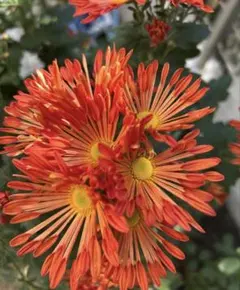 ピンポンオレンジ菊1本+ワインレッド小菊2本+ 釣鐘草2球根　3種セット③ ピンポンオレンジ菊1本+ワインレッド小菊2本+ 釣鐘草2球根 3種セット③