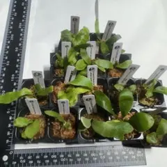 2026年最新】ライディーン ビカクシダの人気アイテム - メルカリ