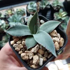 2026年最新】アガベ 吉祥天 パリーの人気アイテム - メルカリ