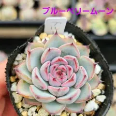 ❤️確認用❤️ミックスベリア❤️ブルーベリームーン❤️抜き苗♪✨メルカリ便✨札なし No.9 ブルーベリームーン おらいさん苗 ミックスベリア - メルカリ