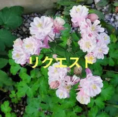 天鳴様 リクエスト 2点 まとめ商品