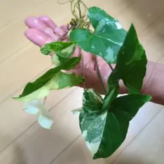 mh30-j様 リクエスト 2点 まとめ商品