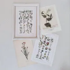 2026年最新】植物図鑑 アンティークの人気アイテム - メルカリ