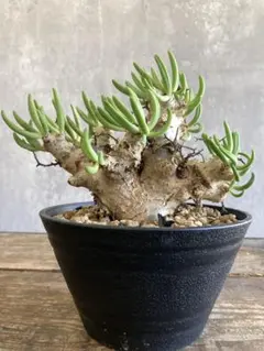 2026年最新】万物想の人気アイテム - メルカリ