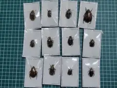 2026年最新】カナブン標本の人気アイテム - メルカリ