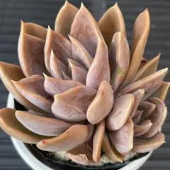 優木園 桃くま 抜き苗 多肉植物 4㌢ポット - メルカリ