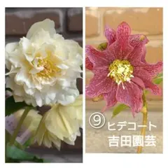 ⭐️レア‼️大輪‼️ 孔雀サボテン、シンデレラ、アプリコット 