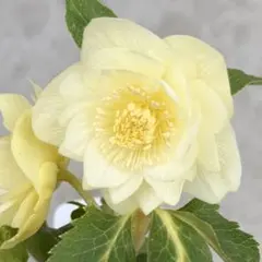 2026年最新】広瀬園芸クリスマスローズの人気アイテム - メルカリ