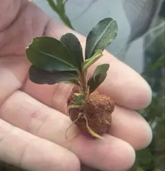 ♦️taka-hiro♦️様 リクエスト 2点 まとめ商品